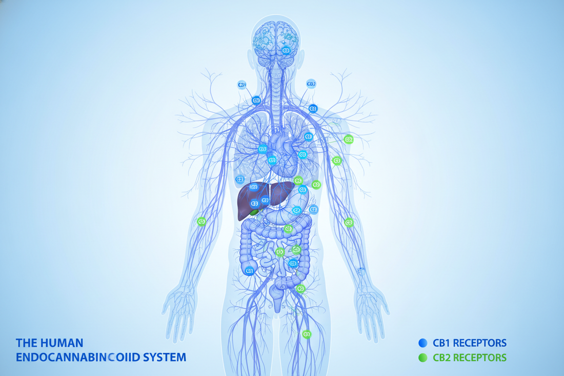 How THC, CBD, and Other Cannabinoids Support the Body Through the Endocannabinoid System